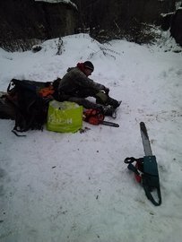 дерево спил