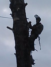 продольный спил дерева