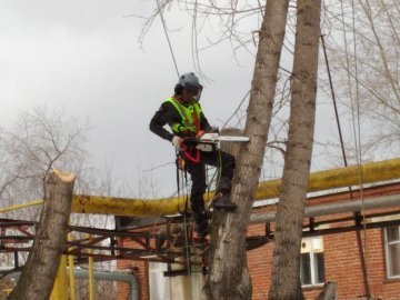 серов спил деревьев