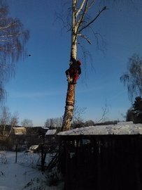 Спил деревьев