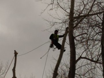 спил деревьев екатеринбург цена
