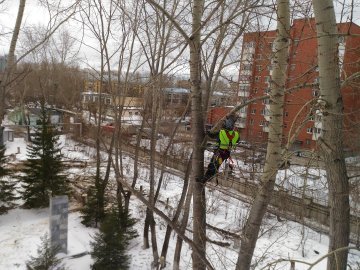 спил деревьев свердловская область
