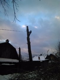 спили дерево