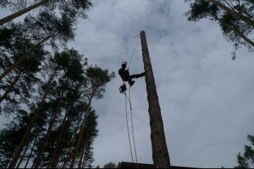 сколько стоит спилить дерево