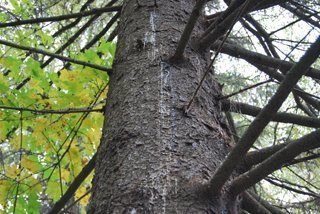 Борьба с короедом