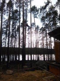 инсектицид от короеда