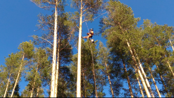 короед обработка