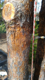 лечение от короеда