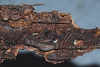 Личинка короеда под корое ели