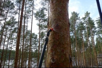 Обработка деревьев от короеда