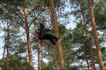 обработка деревьев от короеда