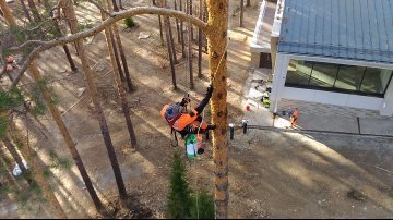 обработка древесины от короеда