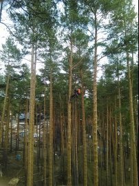 обработка от короеда