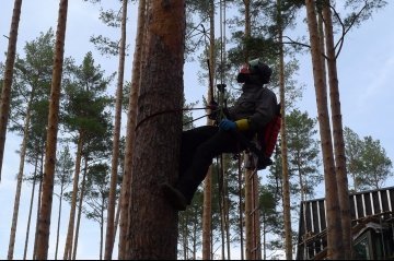 обработка от короедов