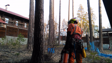 обработка сада от короеда