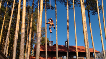 обработка сосен от короеда