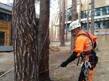 обработка хвойных деревьев от короеда