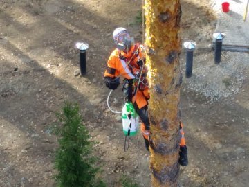 препараты от короеда