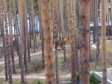 чем обработать дерево от короеда