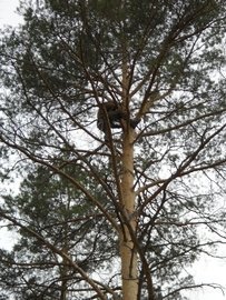 альпинисты для обрезки деревьев цена