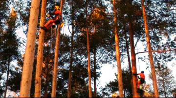 дерево подъем на альп кошках
