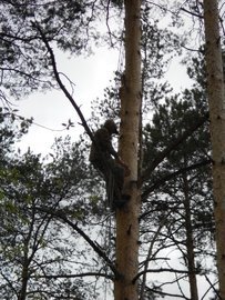 обрезка деревьев высотные работы