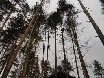 обрезка деревьев на даче стоимость