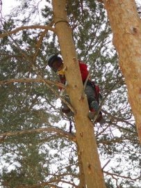обрезка деревьев промышленный альпинизм