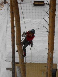 обрезка деревьев стоимость