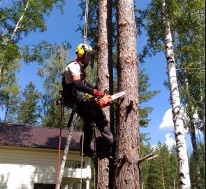 стоимость санитарной обрезки деревьев