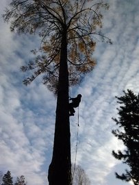 спил деревьев альпинисты