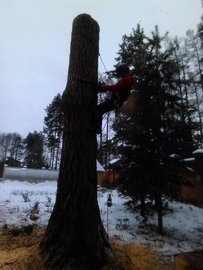 удаление деревьев целиком