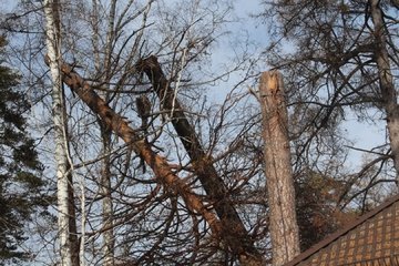 удаление сложных деревьев