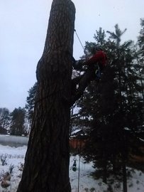 удаления дерева