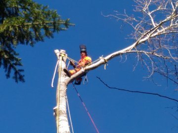 порубка деревьев