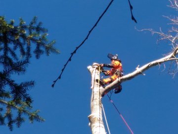 сколько стоит вырубка деревьев