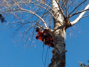 услуги по вырубке леса