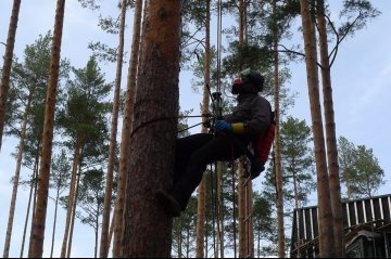 арбористика