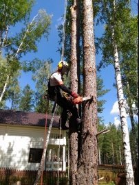 арбористика цены