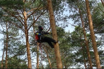 арбористы цены