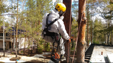 обрезка аварийных деревьев