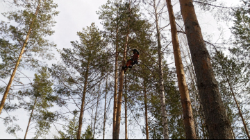 обрезка и удаление деревьев