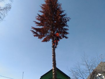 работы по обрезке деревьев