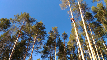 разрешение на обрезку деревьев