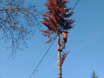 санитарная обрезка