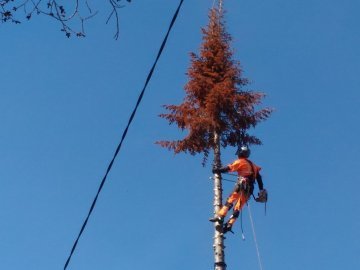 санитарная обрезка деревьев это