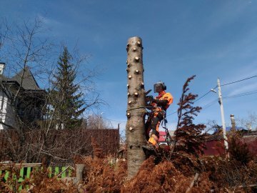 услуги арбориста